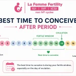 when is the best time to conceive after period