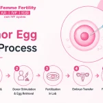Donor Egg IVF Process